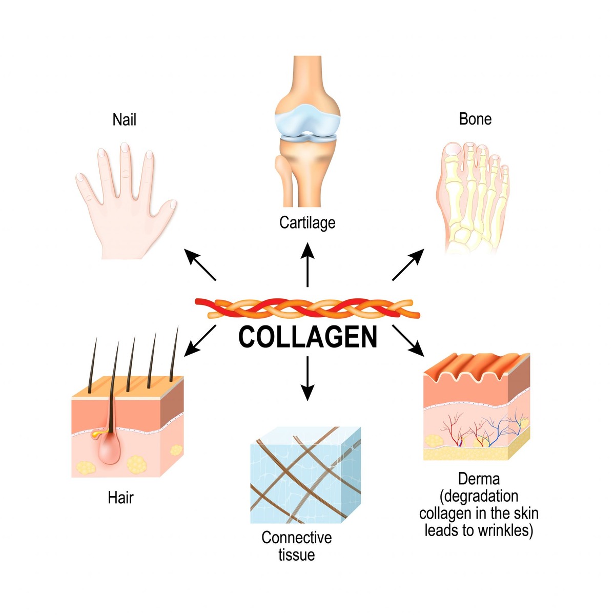 Источник: https://www.ifnacademy.com/blogs/collagen/