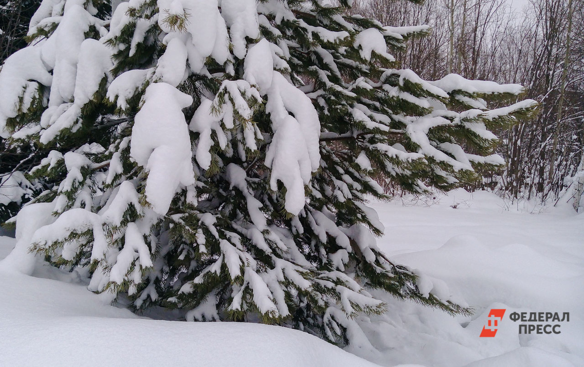 За восемь лет он обустроил себе жилье в лесу.  Фото: Фото: ФедералПресс / Елена Майорова