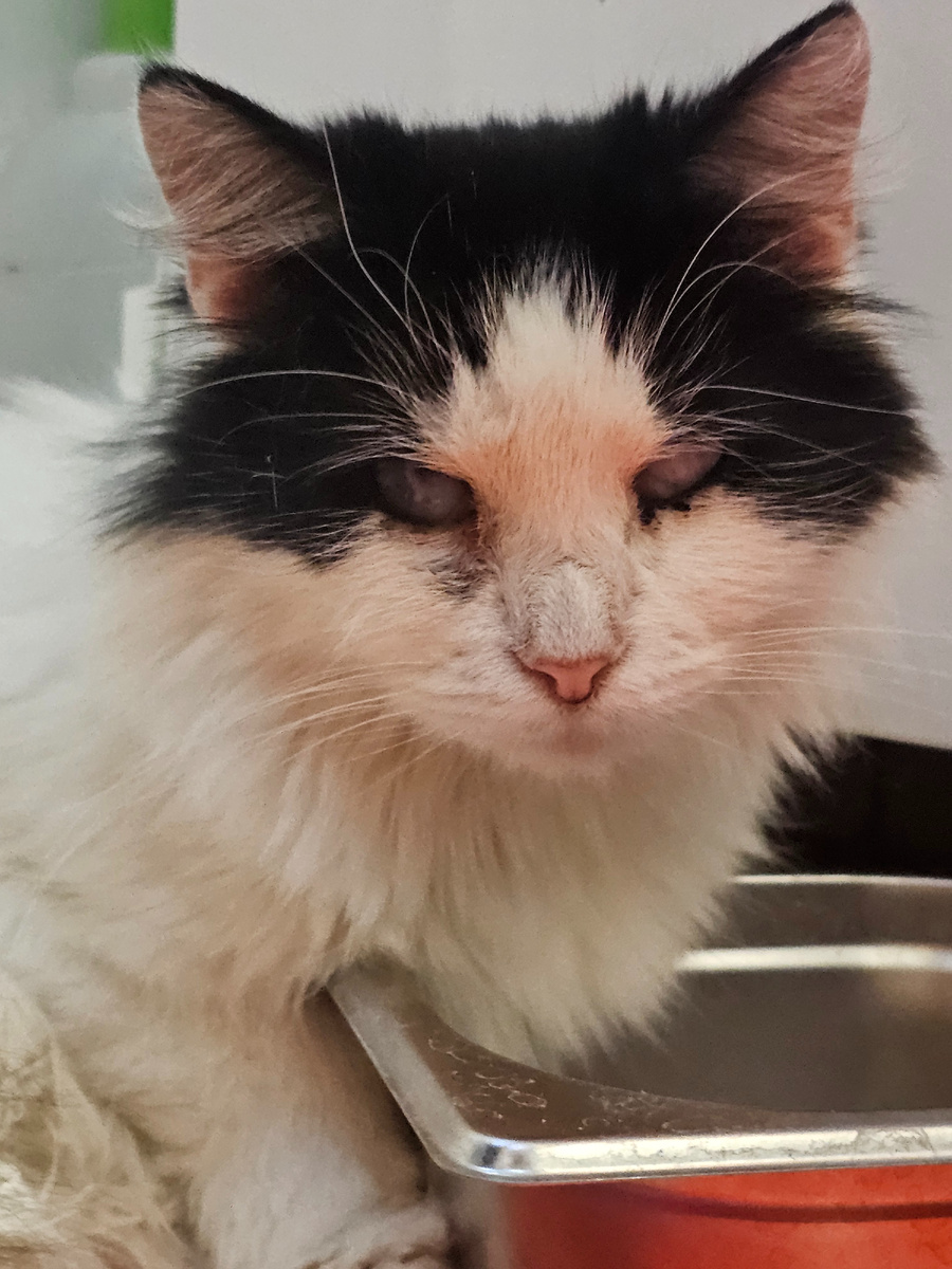 Фото автора. Сладенький слепой и не увидет этот мир ни когда, но он может его чувствовать. Чувствовать тепло наших сердец.