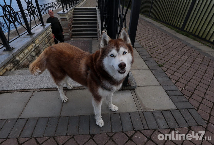 фото: Валентин Илюшин/Online47