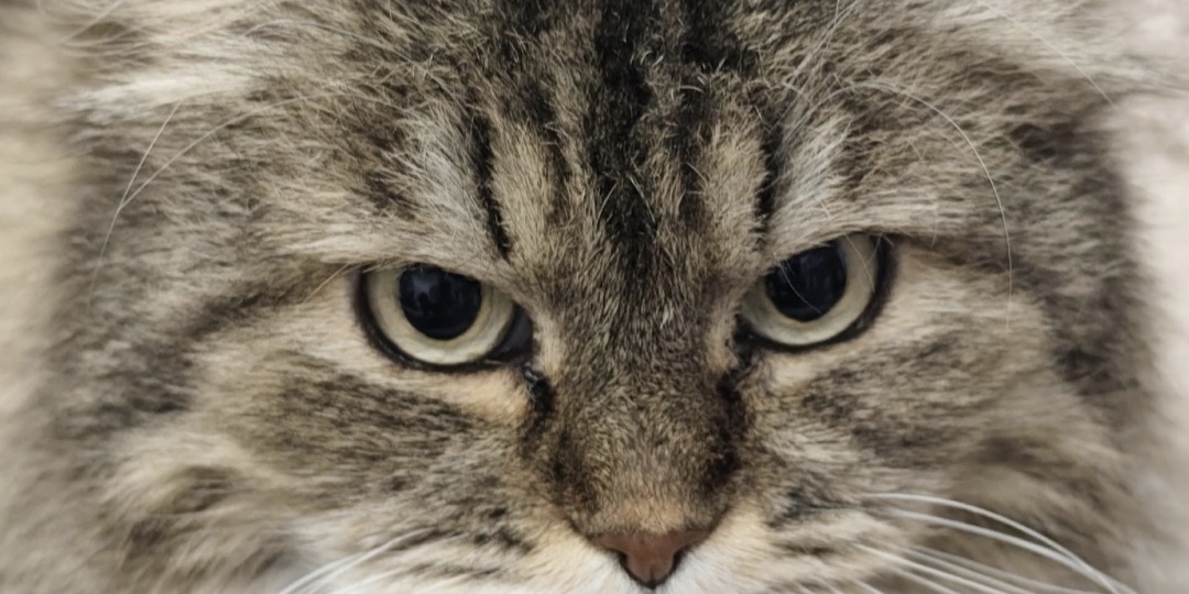 Кошка Дуня мечтает о доме 💖🐾