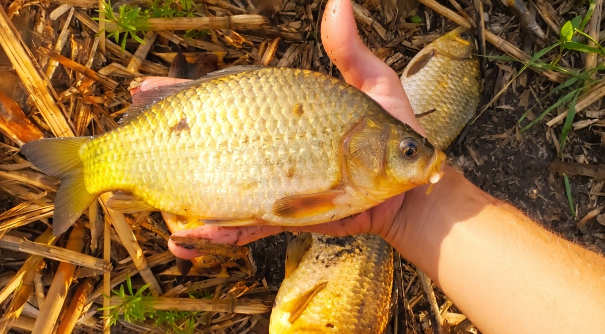 Карась, пойманный у прошлогодних подводных зарослей