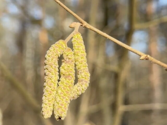    Фото: телеграм-канал "Нацпарк "Лосиный остров"