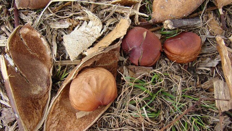    Фото: Forest & Kim Starr