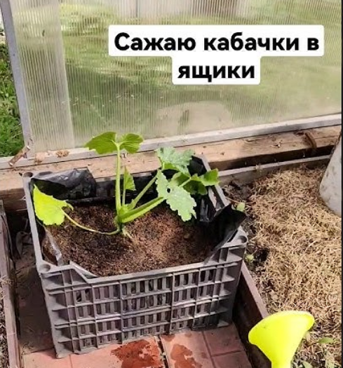 Сажаю кабачки в ящики