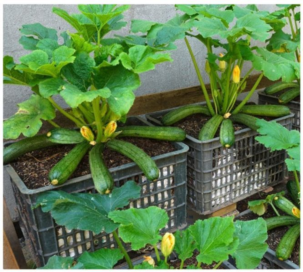 Мои кабачки в ящиках