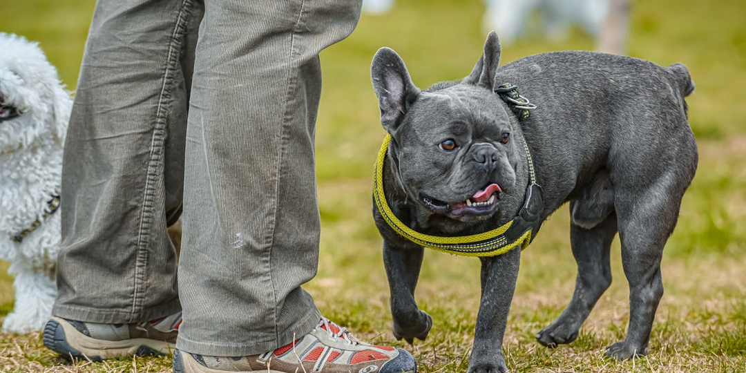«Мой пес не кусается, но я всё равно надену намордник»: Как вежливость и короткий поводок победили коллективную жалобу соседей