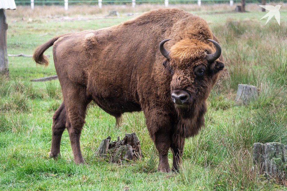    Учет зубров провели в Беловежской пуще. Фото носит иллюстративный характер. Михаил ФРОЛОВ