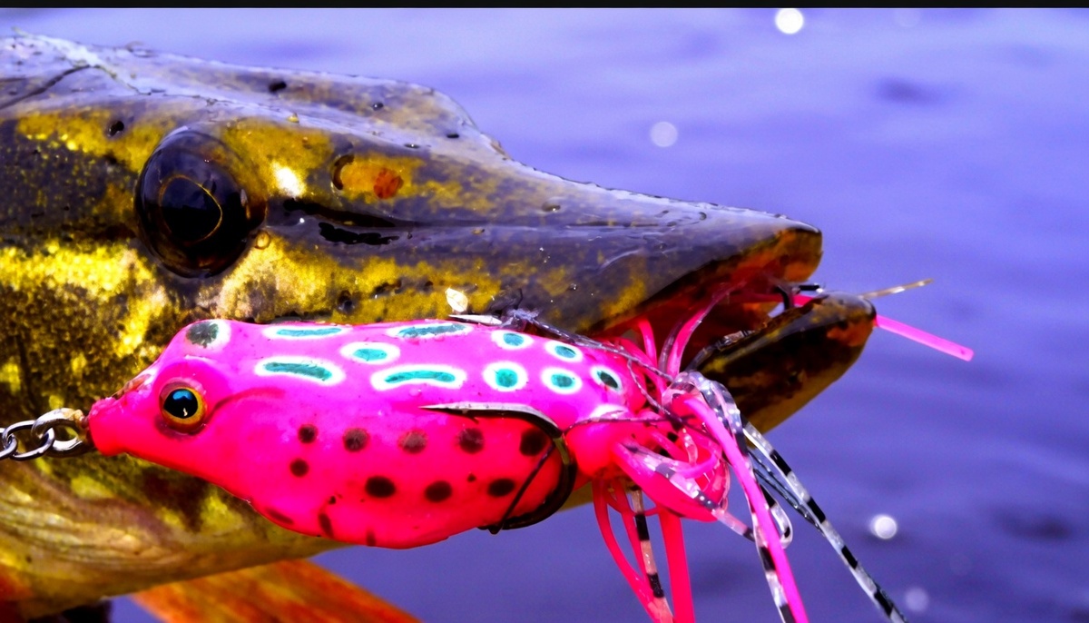 Резиновая лягушка с прижатыми двойниками