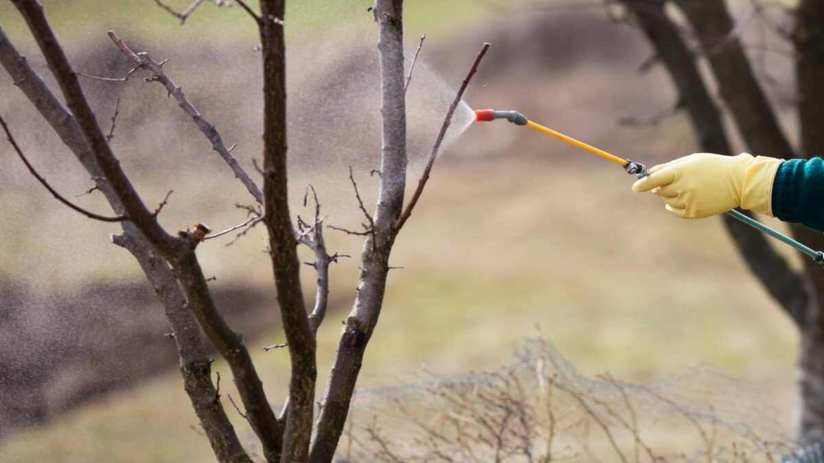 Обработка от вредителей. Фото: Газета Вологодского округа "Маяк"