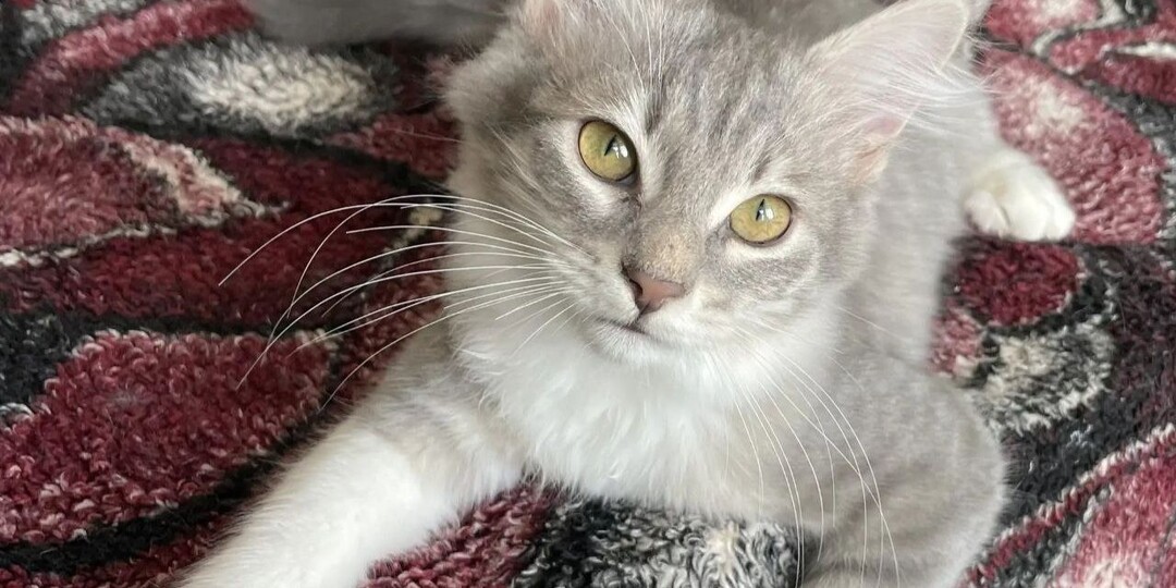 Котенок Тыковка в самые добрые руки!