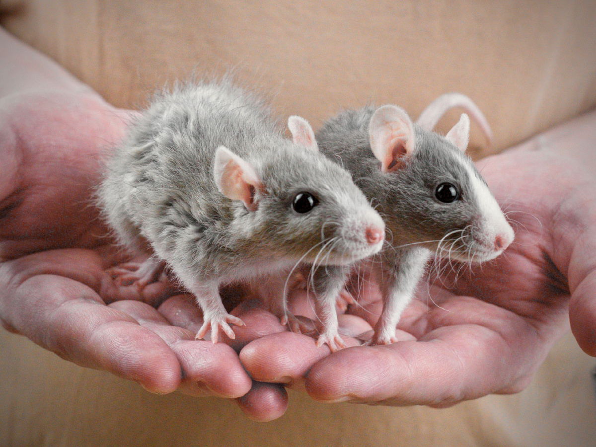 взрослые дварфы Пикси и Оин