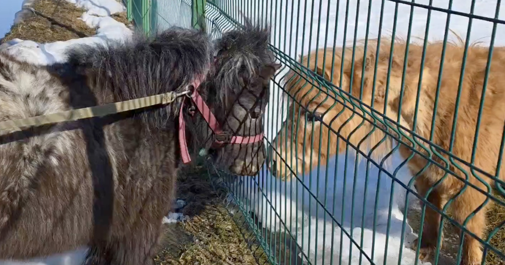 Быть настолько милыми вообще законно? Как проводят дни обитатели Ярославского зоопарка