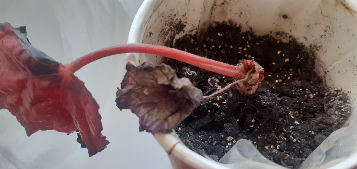 Вроде бы движение в росте есть.