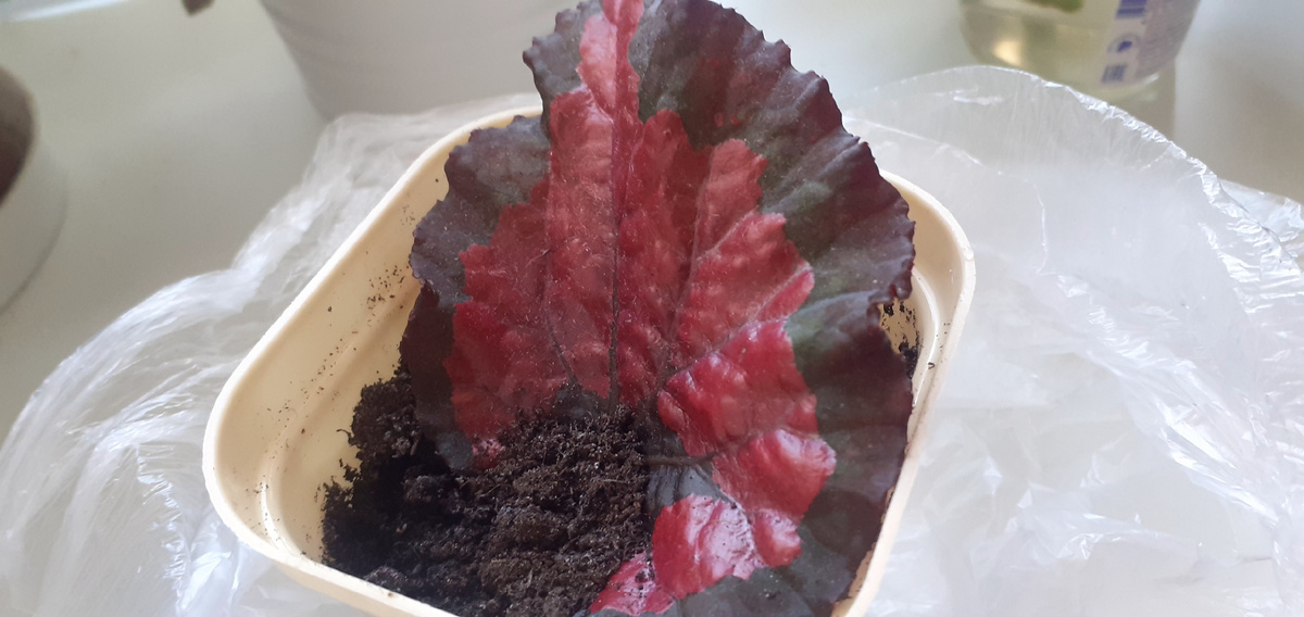 Вторая заготовка для размножения бегонии.