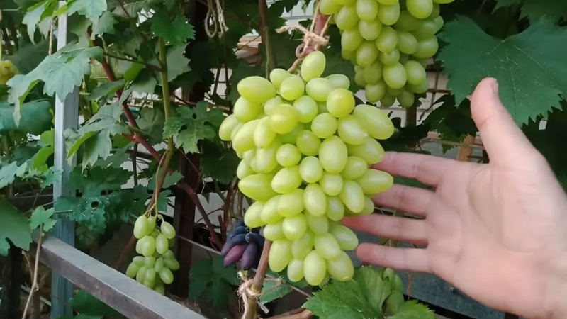 Виноград любит, чтобы за ним ухаживали по срокам. 