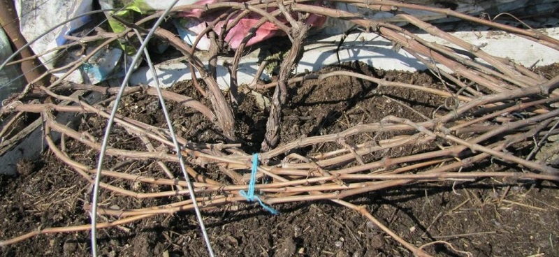 Виноград после зимовки. 