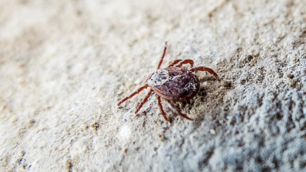   Олег Харсеев / Коммерсантъ