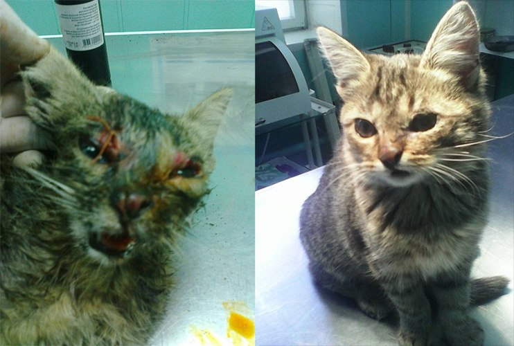 Над котёнком издевались шестиклассники. Ветеринары спасли его