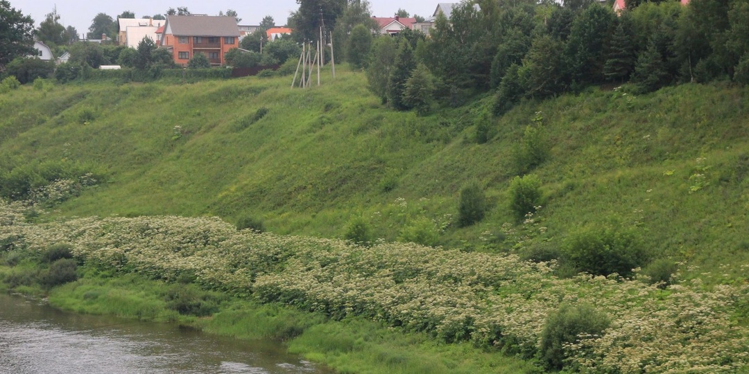 Фермер из Калязина Тверской области очистил пашню от сорняков