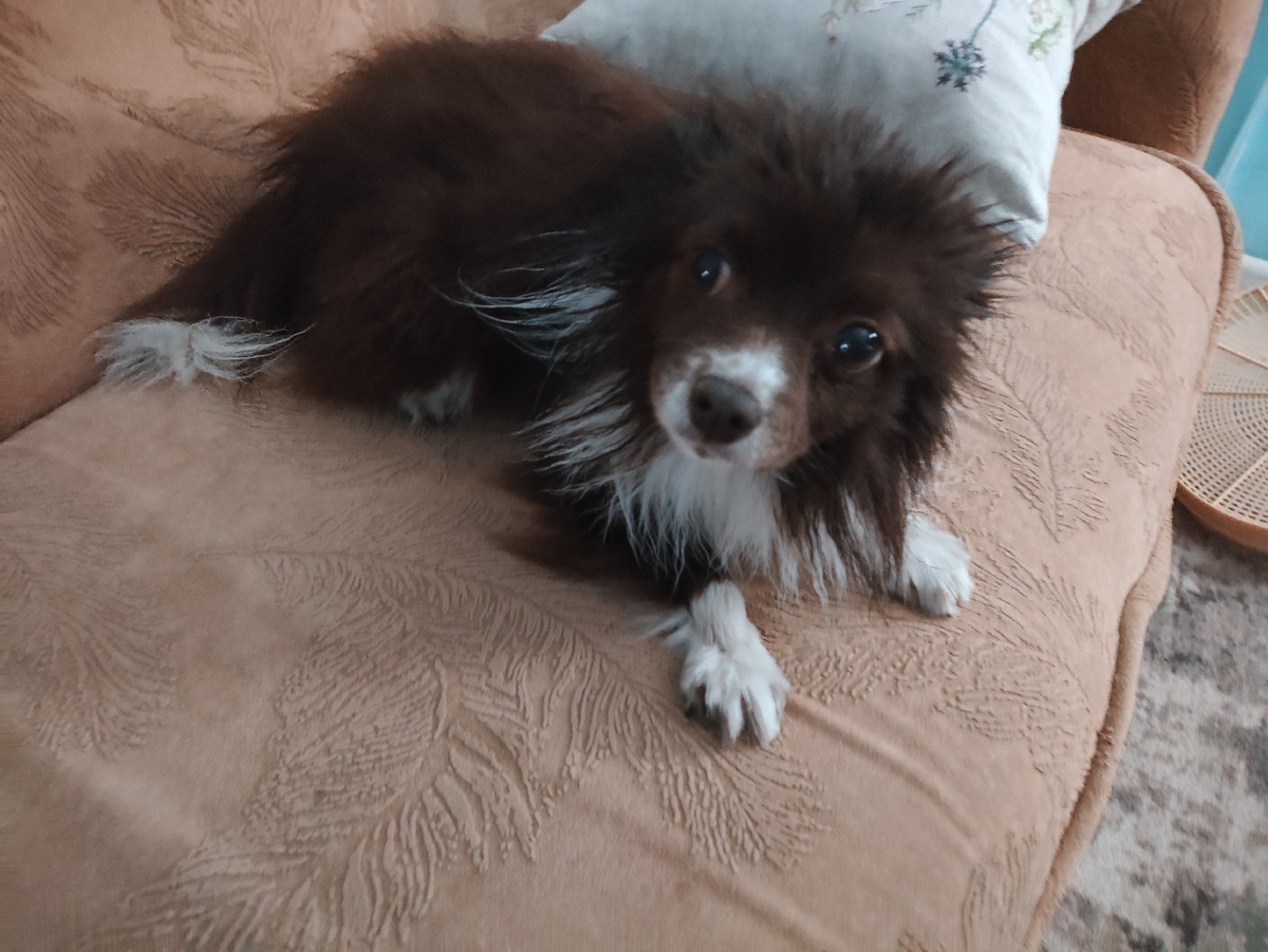 Вся грусть немецкого народа ))) Шпиц-то немецкий )))