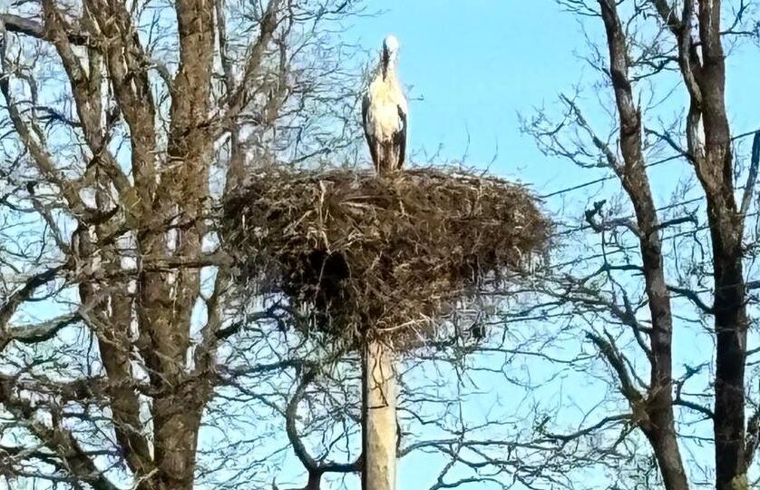 Не могли остаться в стороне