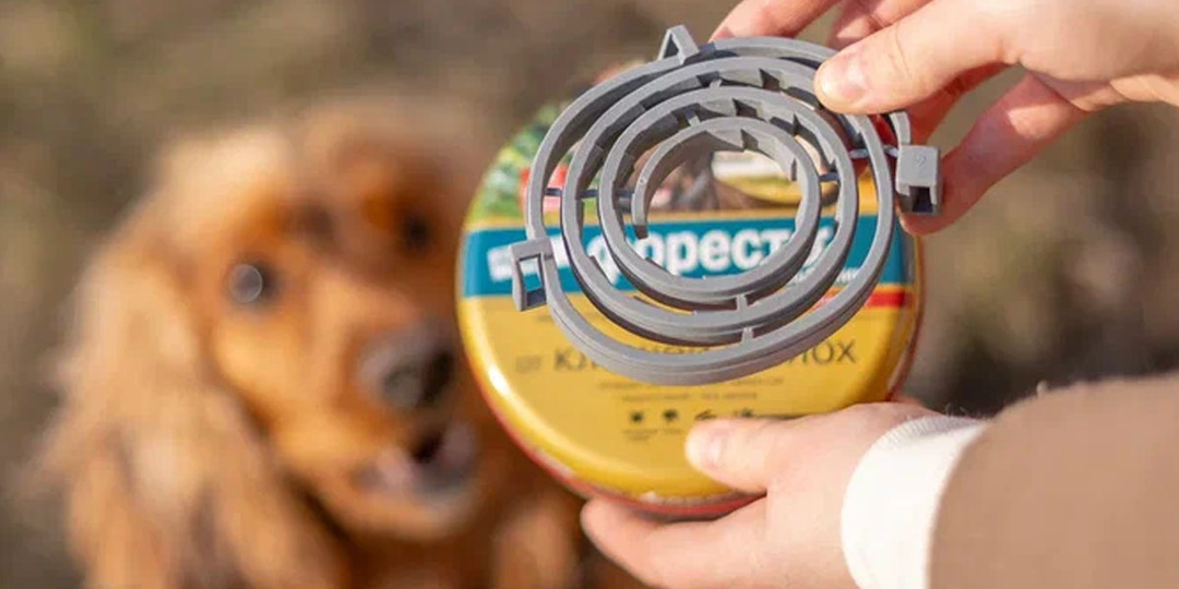 Ошейники от блох и клещей: рассказываем об эффективности препаратов