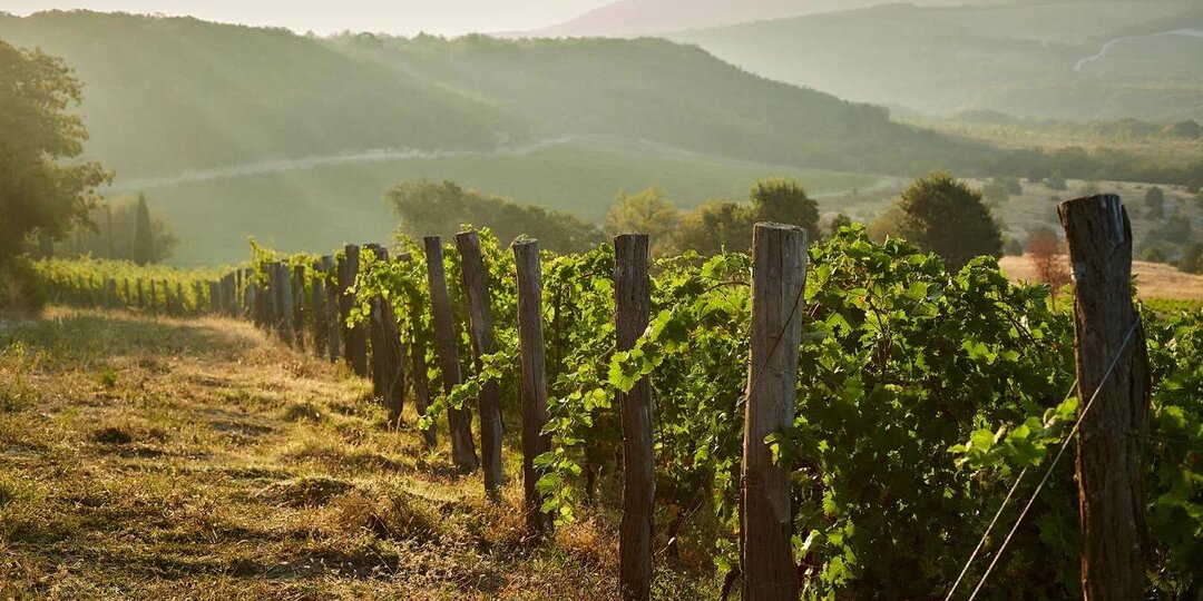 Как мы защищаем виноградник