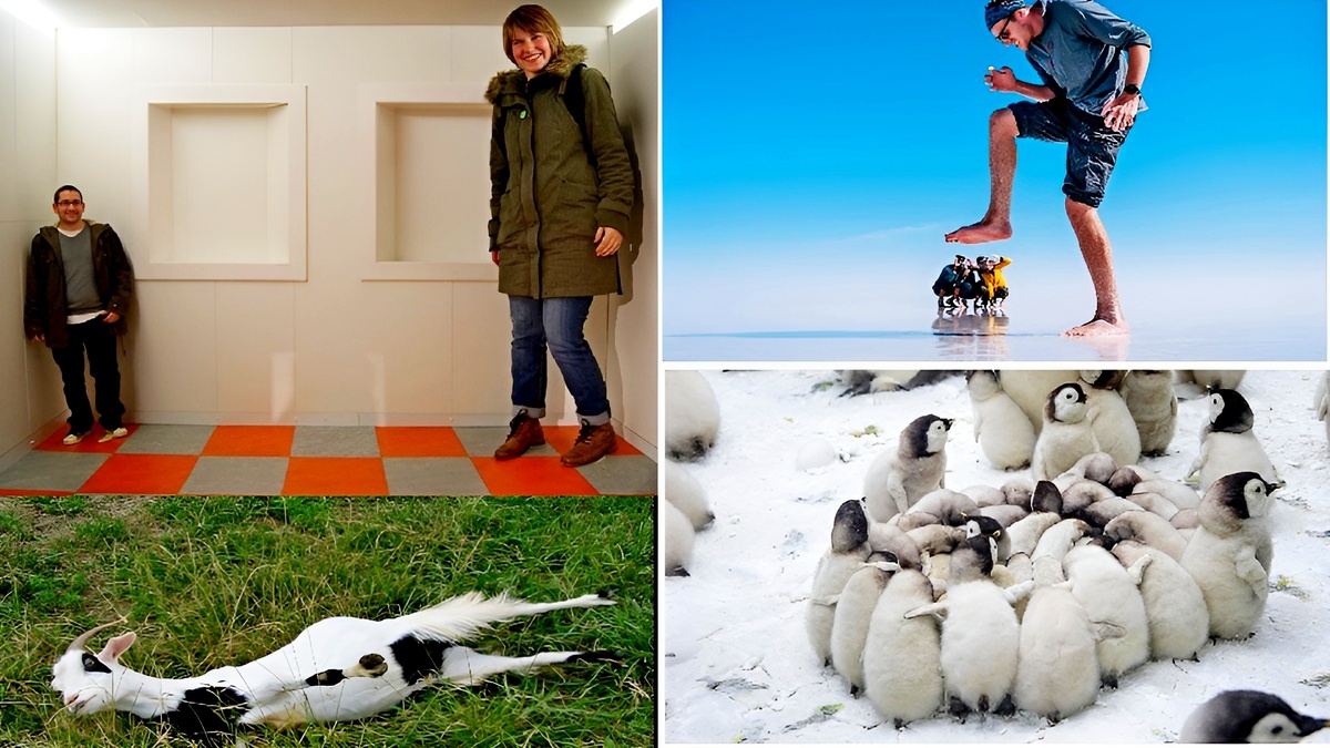 18 невероятных фотофактов, которые выглядят как глюк в матрице.