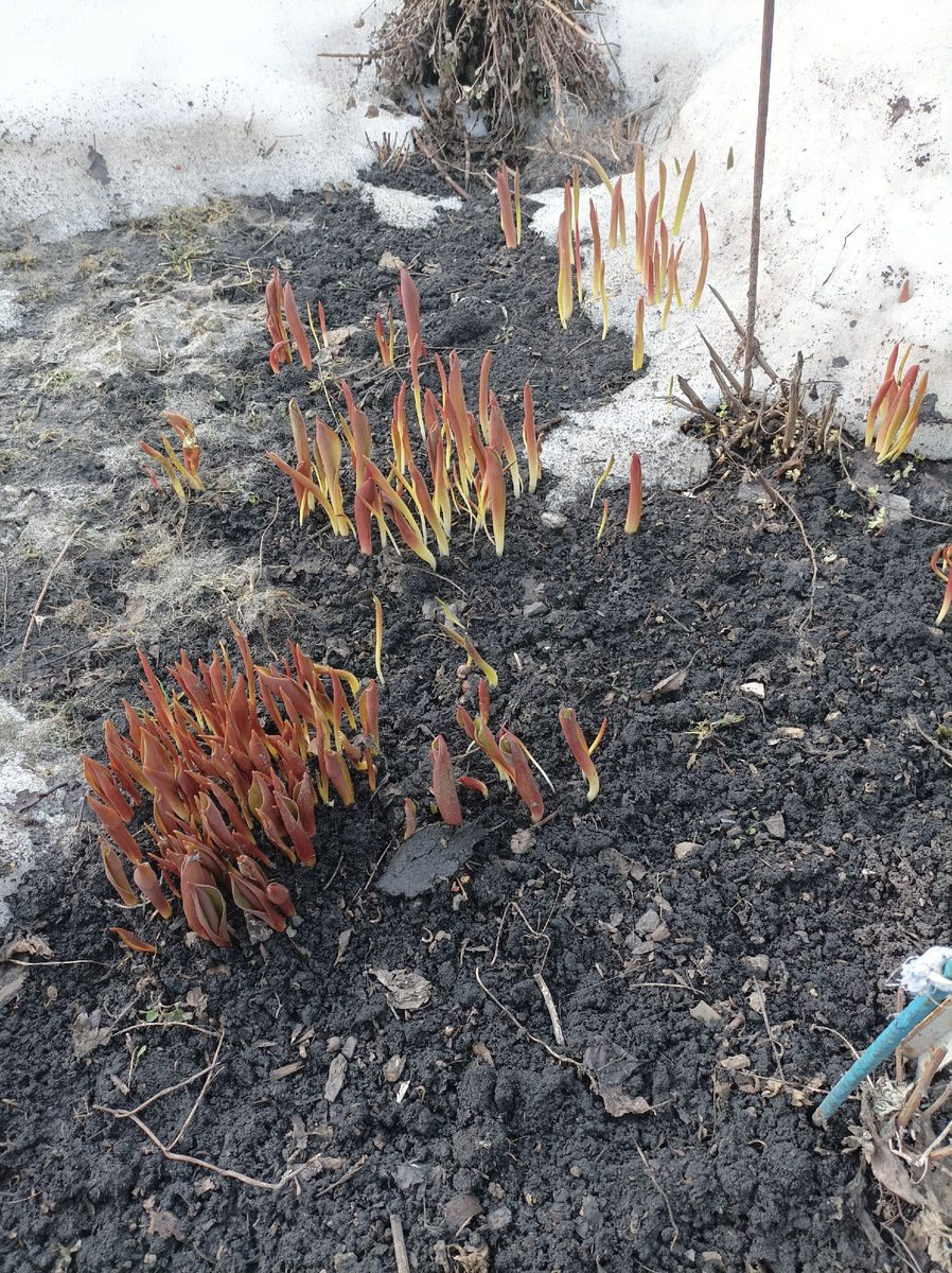 Прорастание тюльпанов весной