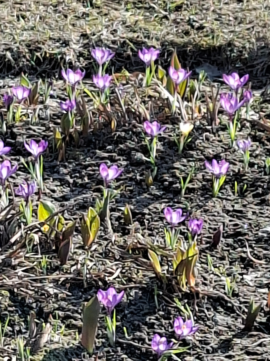 Весна, природы пробуждение 
