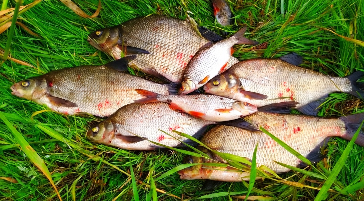 Стабильный улов - результат правильной прикормки