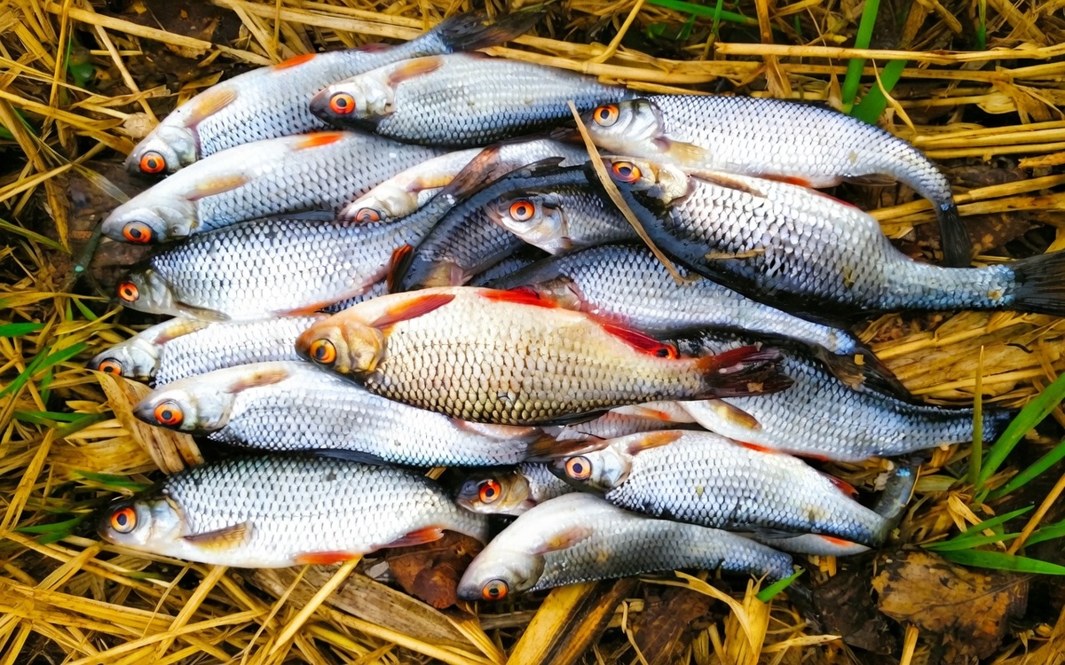 Как покормишь, так и половишь