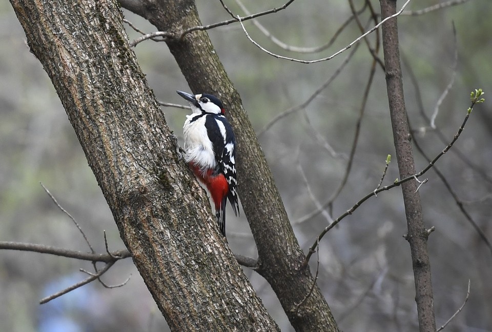    Власти объяснили, как срубить поврежденное дятлом дерево Иван МАКЕЕВ