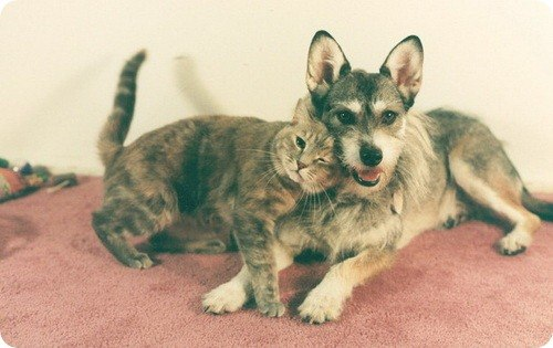 Она вытаскивала кошек из труб, из коробок с битым стеклом — и клала к ногам хозяина. За 7 лет Джинни спасла больше 300 животных