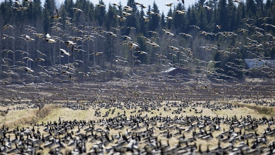    Белолобые гуси в Финляндии. Автор фото: пресс-служба правительства Финляндии
