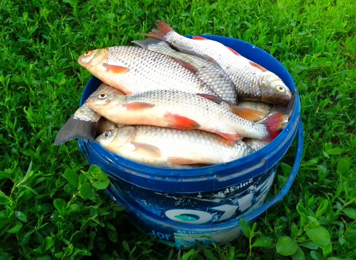 Утренний улов на старице со стоячей водой