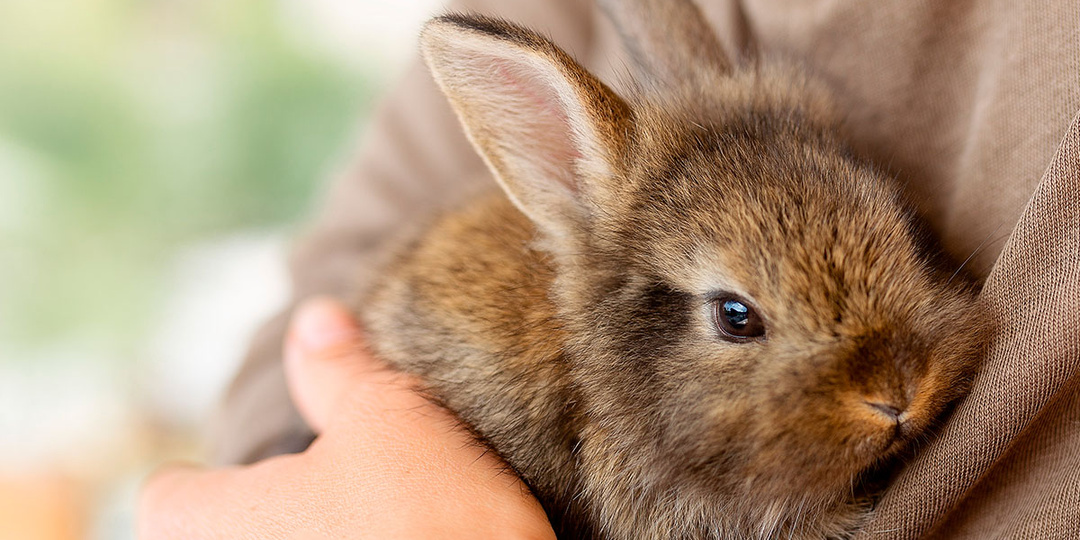 Нужно ли обрабатывать кроликов и грызунов от паразитов