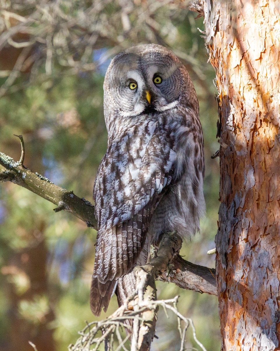 Рада меня видеть? А я не рада!..  Бородатая Неясыть в  Плехановском бору. 26.03.2025г.
Фото Швецова Вера.