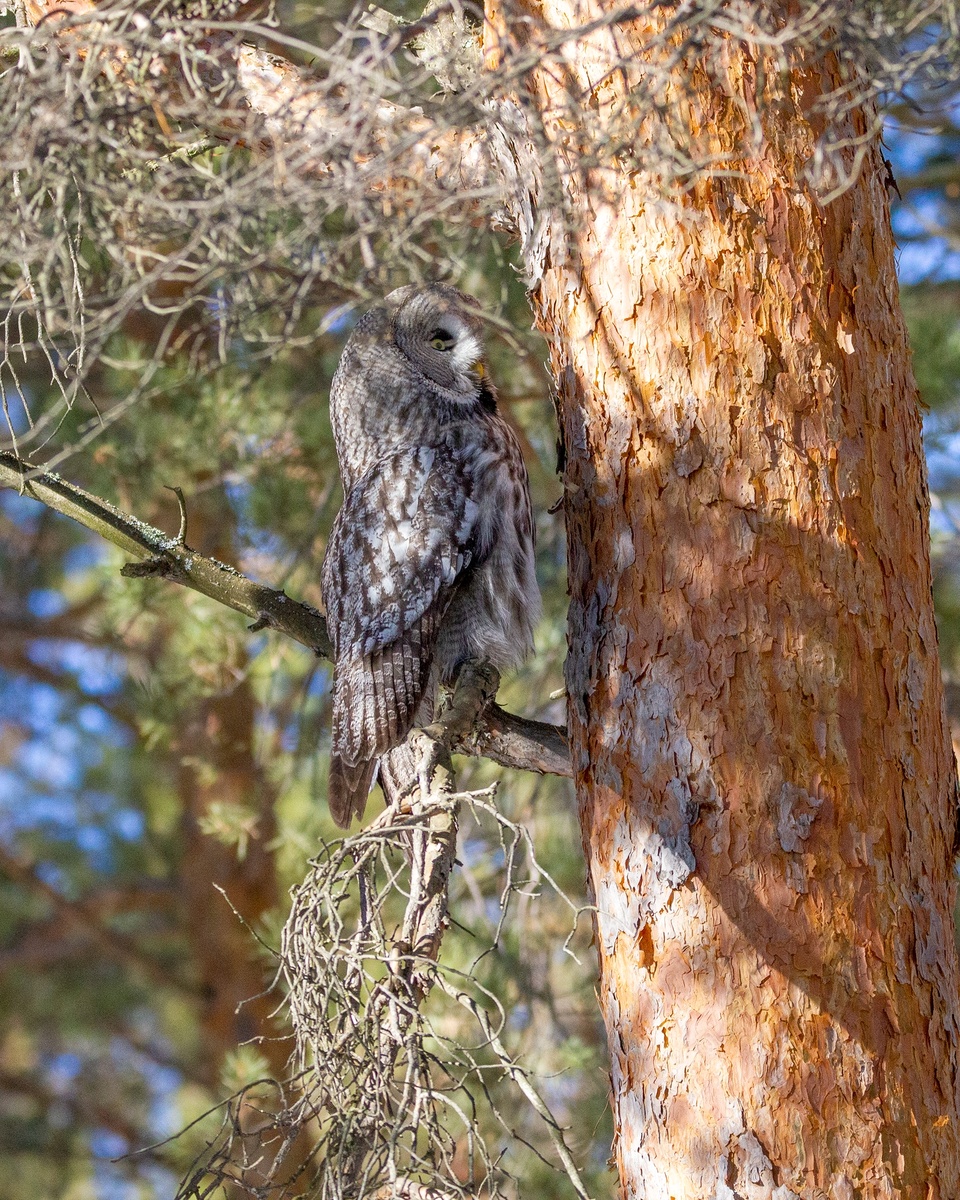 Бородатая Неясыть в Плехановском бору. 26.03.2025г.  Фото Швецова Вера.