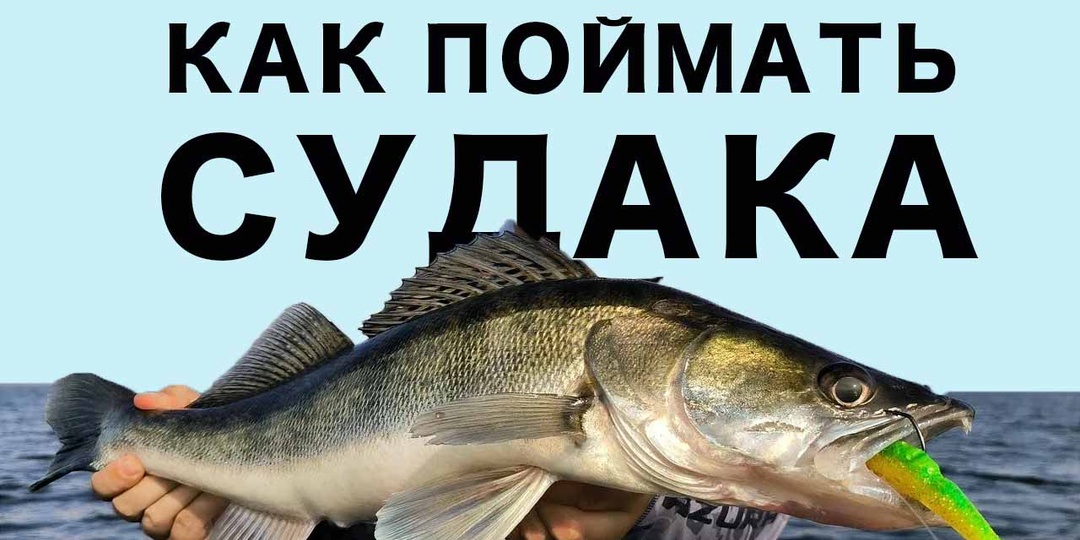 Как точно поймать судака. Полная инструкция по ловле на спиннинг