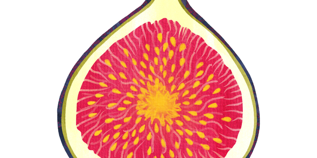 Инжир. Тайный свет