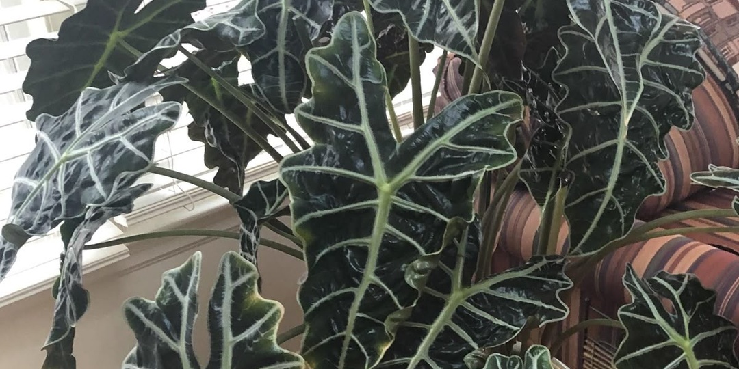 Моя алоказия начала выпускать огромные листья — рассказываю, что я изменила в уходе