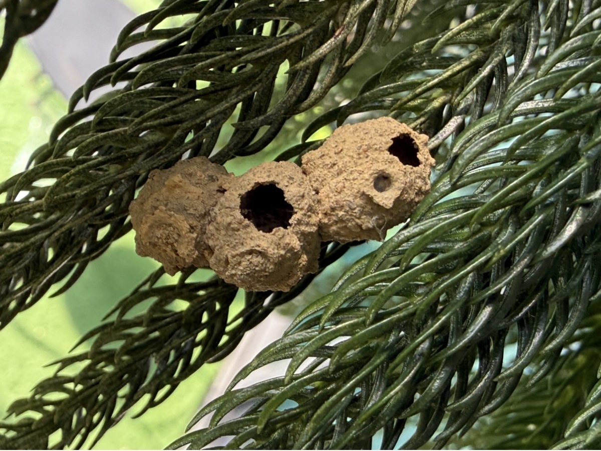 Гнезда уже пустые - с дырочками