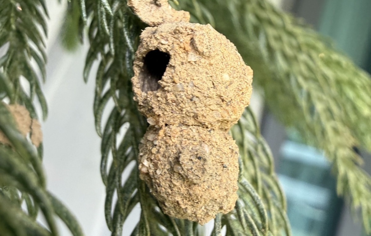 А здесь - одно пустое, а другое закрытое.