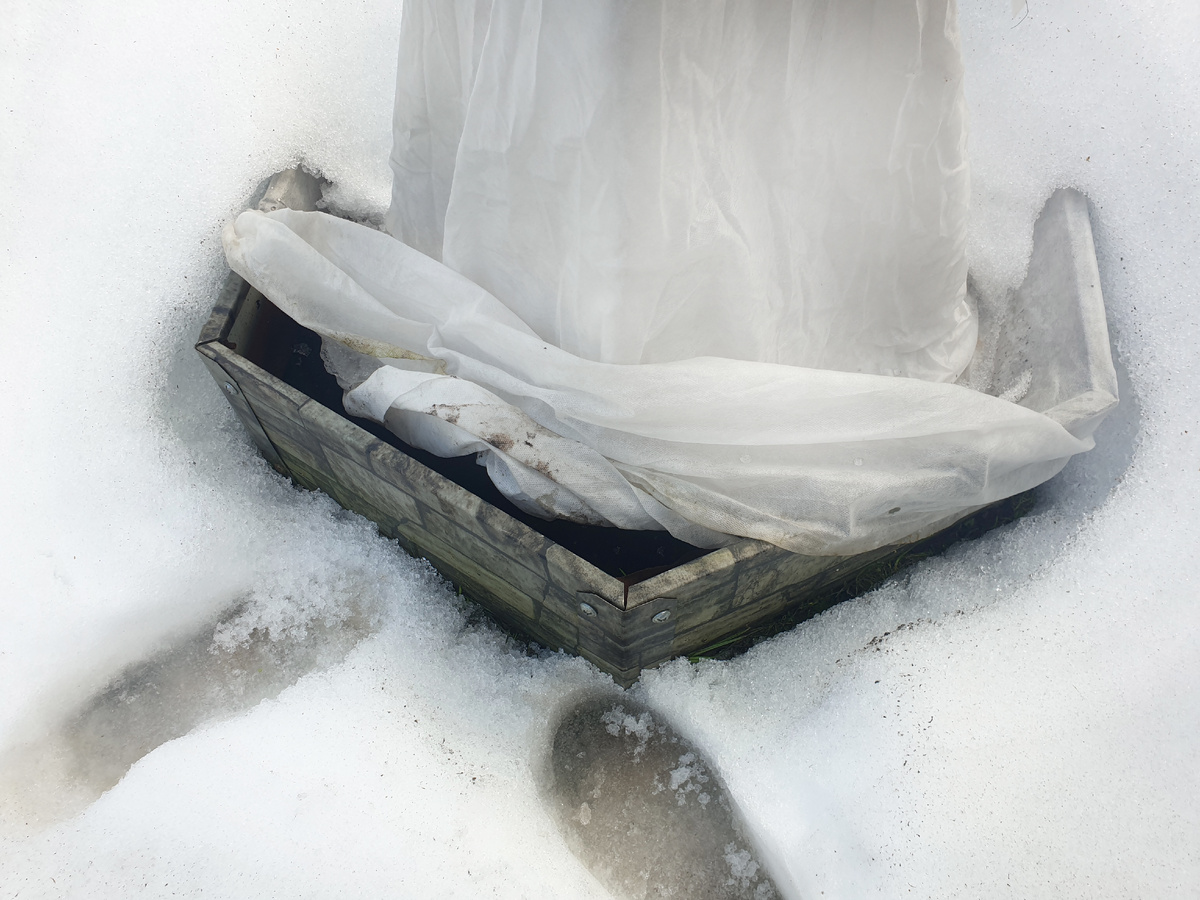 Проветриваю одиночное укрытие с розой. Укрытие частично в снегу.