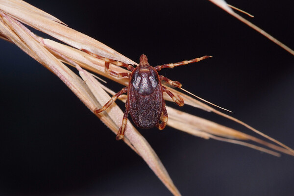 Sergey Toronto/Shutterstock/FOTODOM   📷
