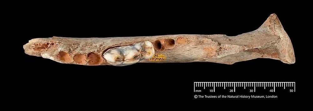    Челюстная кость собаки возрастом 14 300 лет, найденная в пещере Гофа. / Фото: nhm.ac.uk