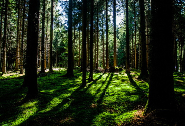 фото: pxhere.com