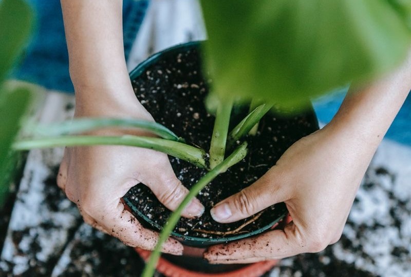 Какой грунт подходит для монстеры: полный гид по идеальному субстрату
